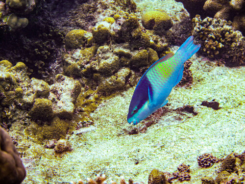 Five-saddle Parrotfish