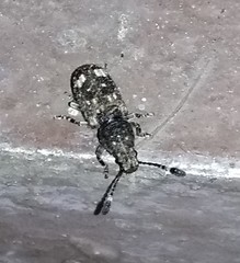 Eucorynus crassicornis