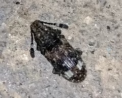 Eucorynus crassicornis