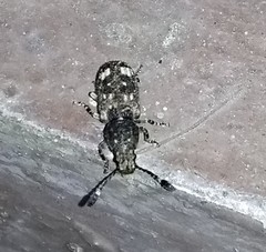 Eucorynus crassicornis