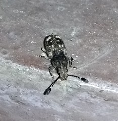 Eucorynus crassicornis