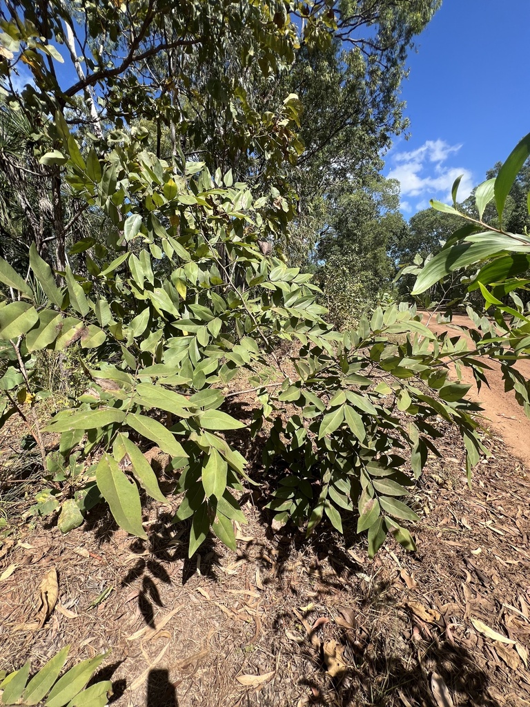 Golden shower tree from Melville Island, Tiwi Islands, NT, AU on June 1 ...