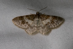 Hydrelia lucata