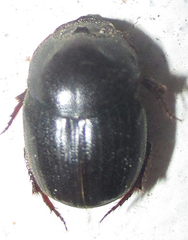 Onthophagus apiciosus