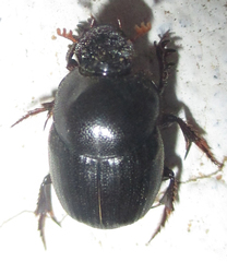 Onthophagus apiciosus