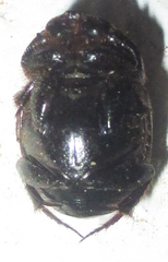 Onthophagus apiciosus