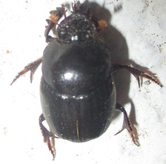 Onthophagus apiciosus