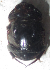 Onthophagus apiciosus