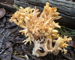 Ramaria capitata ochraceosalmonicolor