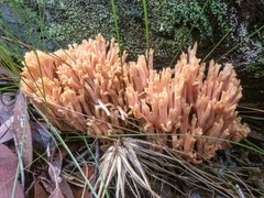 Ramaria capitata ochraceosalmonicolor