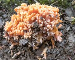 Ramaria capitata ochraceosalmonicolor
