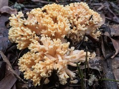 Ramaria capitata ochraceosalmonicolor