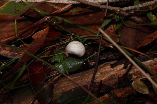 Image of Corybas barbarae by (c) Greg Tasney, some rights reserved (CC BY-SA)