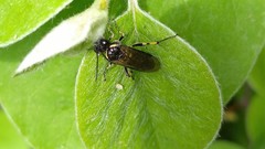 Macrophya alboannulata