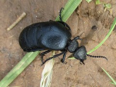 Meloe brevicollis