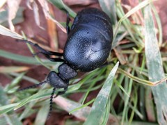 Meloe brevicollis
