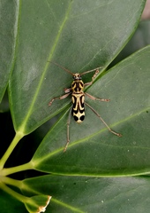 Chlorophorus annularis