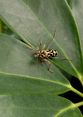 Chlorophorus annularis