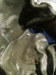 Pelobates fuscus