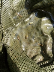 Pelobates fuscus