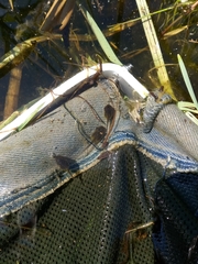 Pelobates fuscus