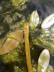 Triturus carnifex