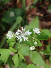 Thalictrum clavatum