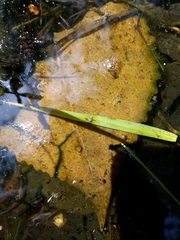 Lissotriton vulgaris meridionalis
