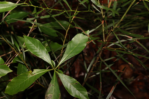 Image of Pavetta australiensis by (c) Greg Tasney, some rights reserved (CC BY-SA)