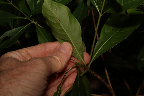 Image of Pavetta australiensis by (c) Greg Tasney, some rights reserved (CC BY-SA)