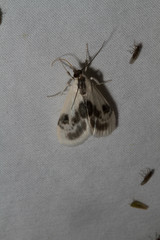 Cliniodes ostreonalis