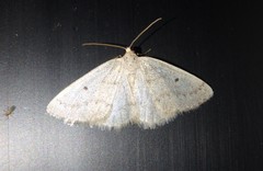 Lomographa glomeraria