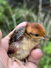 Chinese Bamboo-Partridge photo 5