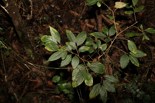 Image of Turraea pubescens by (c) Greg Tasney, some rights reserved (CC BY-SA)
