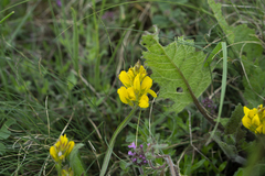 Genista sagittalis