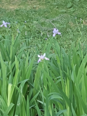 Iris milesii, photograph (c) Gannu03, some rights reserved (CC BY-SA)