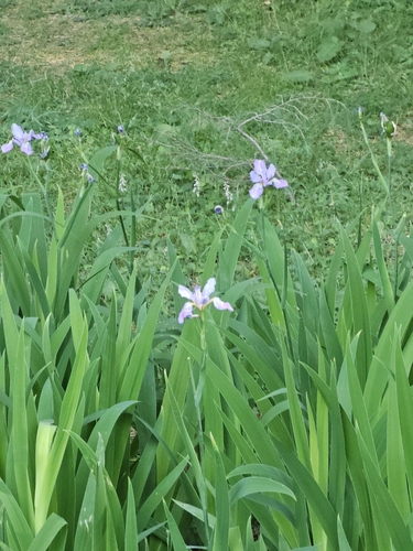 Image of Iris milesii by (c) Gannu03, some rights reserved (CC BY-SA)