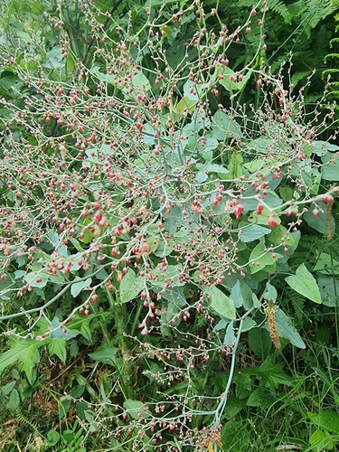 Image of Rumex maderensis by (c) Vítor Jorge, some rights reserved (CC BY)