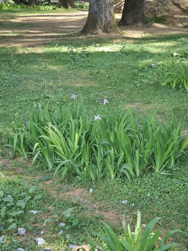 Image of Iris milesii by (c) Gannu03, some rights reserved (CC BY-SA)