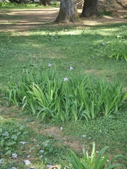 Iris milesii, photograph (c) Gannu03, some rights reserved (CC BY-SA)