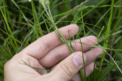 Scorzonera purpurea