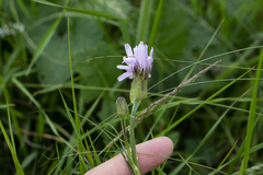 Scorzonera purpurea