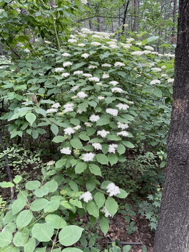 Cornus bretschneideri, photograph 4