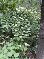 Cornus bretschneideri, photograph Jane Charlen, CC BY, iNaturalist via GBIF