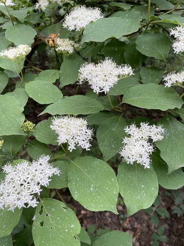 Cornus bretschneideri, photograph 5