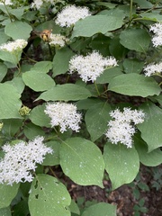 Cornus bretschneideri, photograph Jane Charlen, CC BY, iNaturalist via GBIF