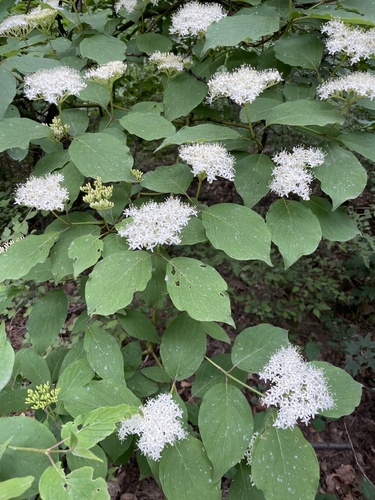 Cornus bretschneideri, photograph 6