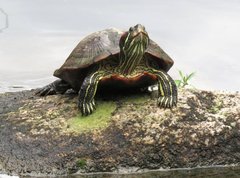 Trachemys scripta elegans