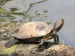 Trachemys scripta elegans