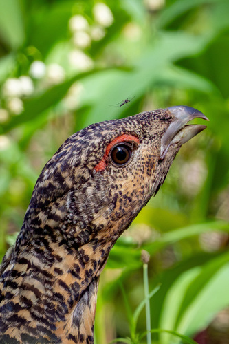 Urogallo común (Tetrao urogallus)